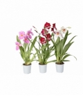 Miltonia