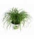 Cyperus
