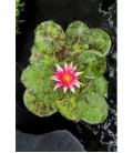 Nymphaea