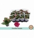 Kalanchoe