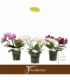 Phalaenopsis