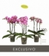Phalaenopsis