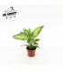 Dieffenbachia
