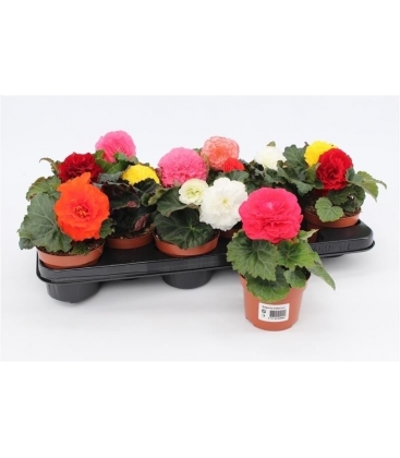 Begonia