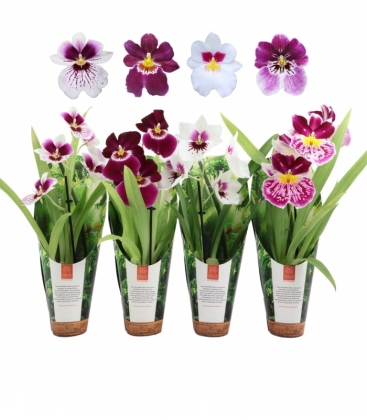 Miltonia