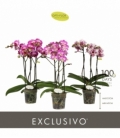 Phalaenopsis