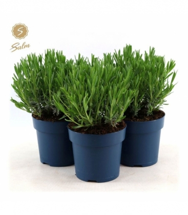 Lavandula