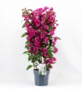 Bougainvillea