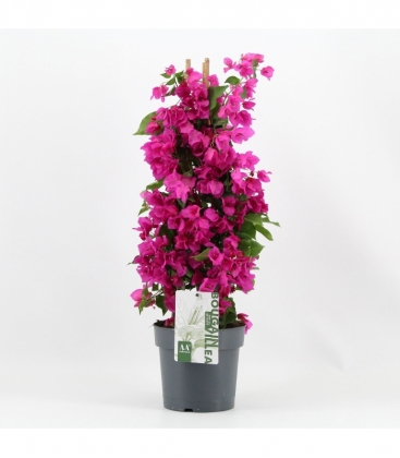 Bougainvillea