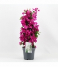 Bougainvillea