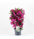 Bougainvillea