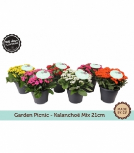 Kalanchoe