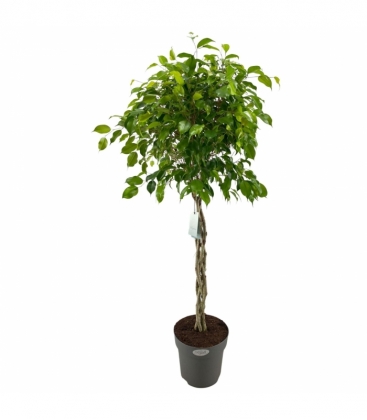Ficus