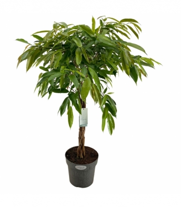 Ficus