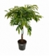 Ficus