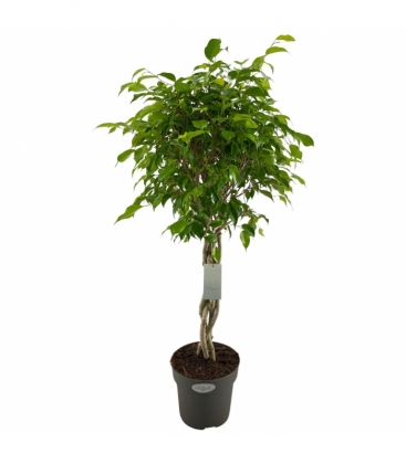 Ficus