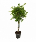 Ficus