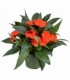 Impatiens