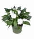 Impatiens