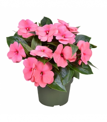 Impatiens