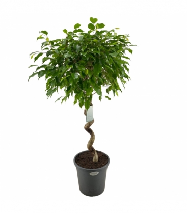 Ficus