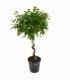 Ficus