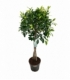 Ficus