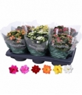 Kalanchoe