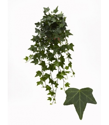 Hedera