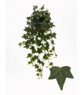 Hedera
