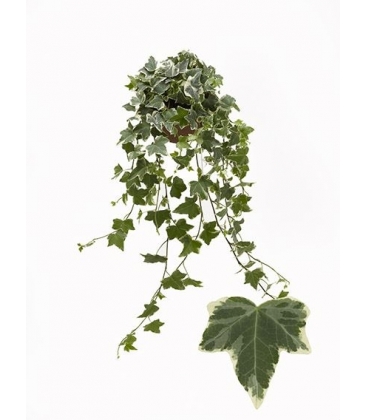 Hedera