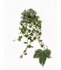 Hedera