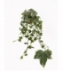 Hedera