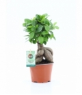 Ficus