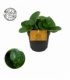 Peperomia