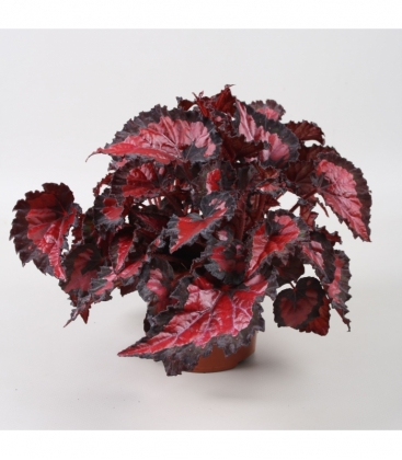 Begonia