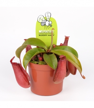 Nepenthes