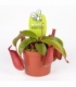 Nepenthes