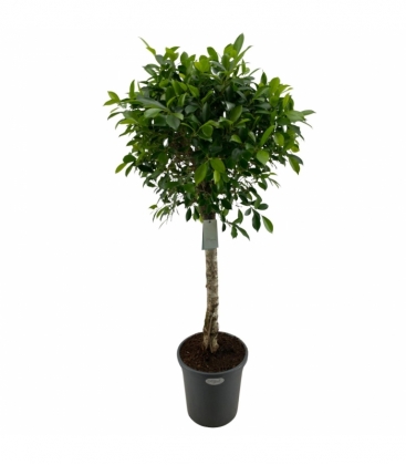 Ficus