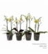 Phalaenopsis