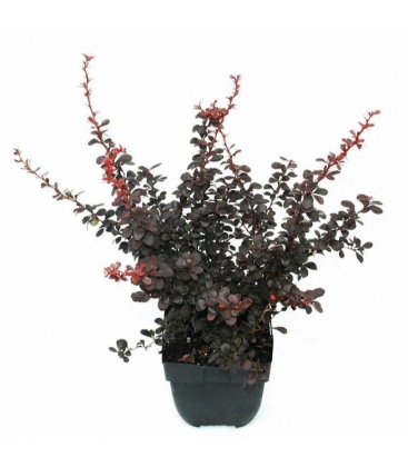 Berberis