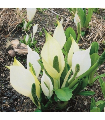 Lysichiton