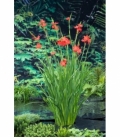 Schizostylis