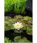 Nymphaea