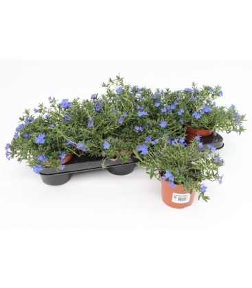Lithodora