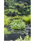 Hydrocotyle