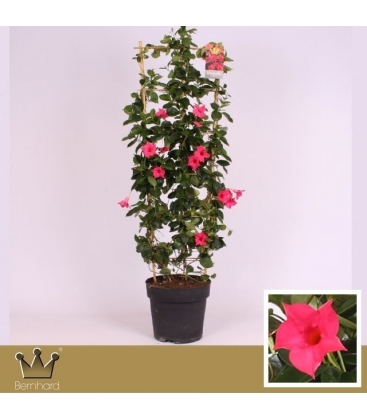 Mandevilla