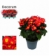 Begonia