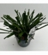 Liriope