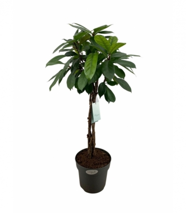 Ficus
